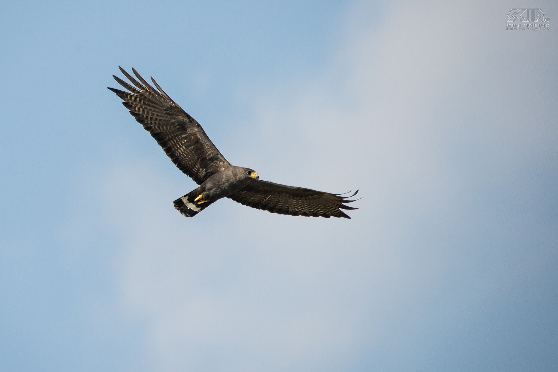 Tarcoles river - Mangrove black hawk  Stefan Cruysberghs